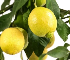 Dehner Zitruspflanzen|Terrassenpflanzen - Echte Zitrone Gelb