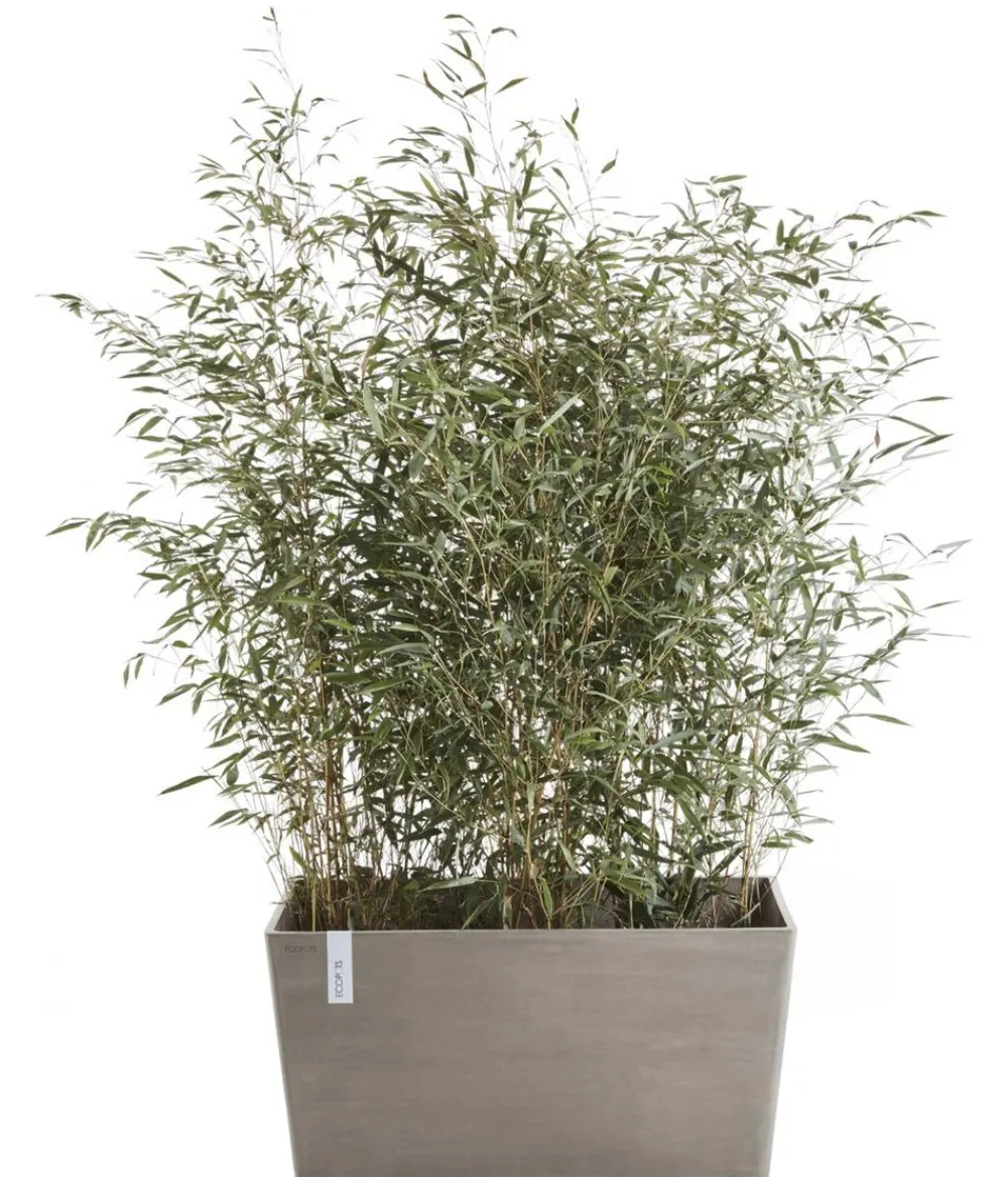 Ecopots Pflanzkübel & Blumenkästen - Kunststoff-Kasten Paris, rechteckig Taupe