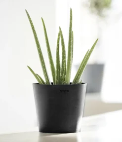 Ecopots Blumentöpfe & Übertöpfe > Kunststoff-Topf Amsterdam Mini, rund, ca. Ø17/H14,7 cm
