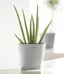 Ecopots Kunststoff-Topf Amsterdam Mini, rund, ca. Ø17/H14,7 cm Hellgrau New