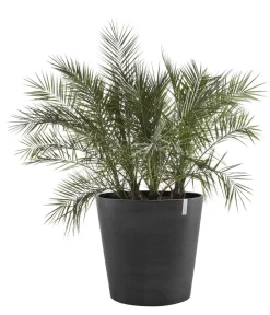Ecopots Blumentöpfe & Übertöpfe > Kunststoff-Topf Amsterdam mit Rollen, rund