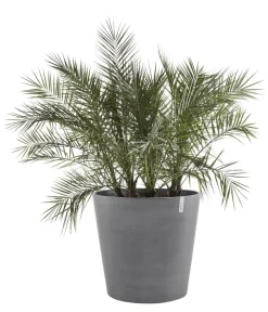 Ecopots Blumentöpfe & Übertöpfe - Kunststoff-Topf Amsterdam mit Rollen, rund Grau