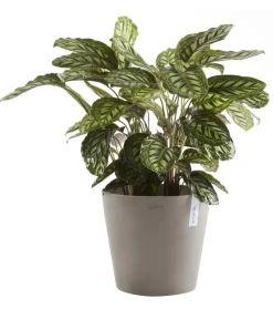 Ecopots Blumentöpfe & Übertöpfe > Kunststoff-Topf Amsterdam mit Wassersystem, rund