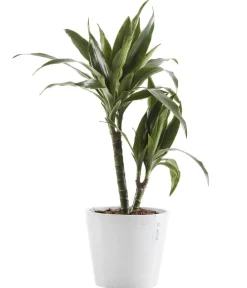 Ecopots Blumentöpfe & Übertöpfe - Kunststoff-Topf Amsterdam mit Wassersystem, rund Weiß
