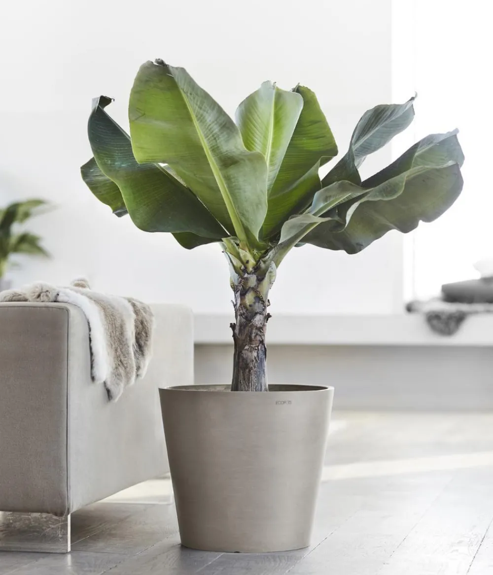 Ecopots Blumentöpfe & Übertöpfe > Kunststoff-Topf Amsterdam, rund