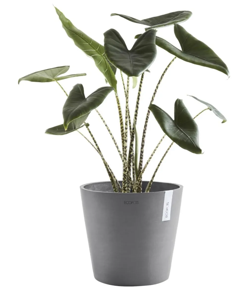 Ecopots Blumentöpfe & Übertöpfe > Kunststoff-Topf Amsterdam, rund