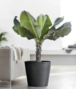 Ecopots Blumentöpfe & Übertöpfe > Kunststoff-Topf Amsterdam, rund