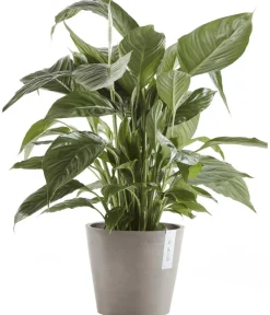 Ecopots Kunststoff-Topf Amsterdam, rund Taupe New