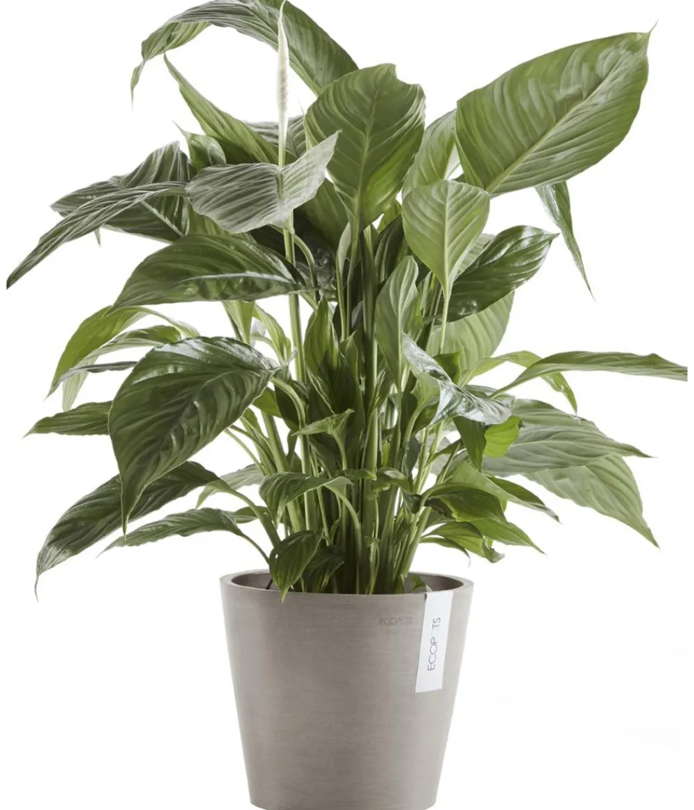 Ecopots Kunststoff-Topf Amsterdam, rund Taupe New