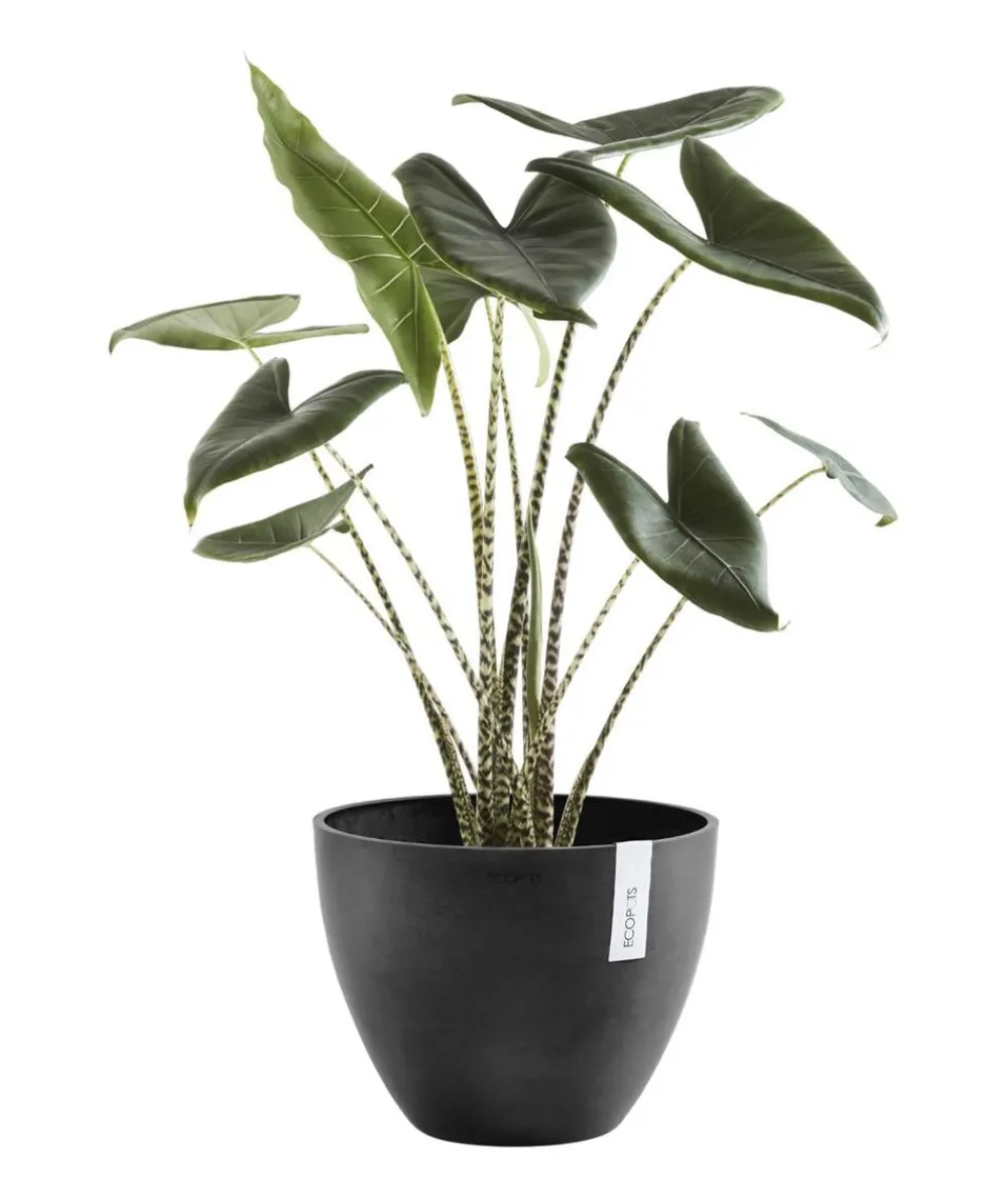 Ecopots Blumentöpfe & Übertöpfe - Kunststoff-Topf Antwerp, rund Dunkelgrau