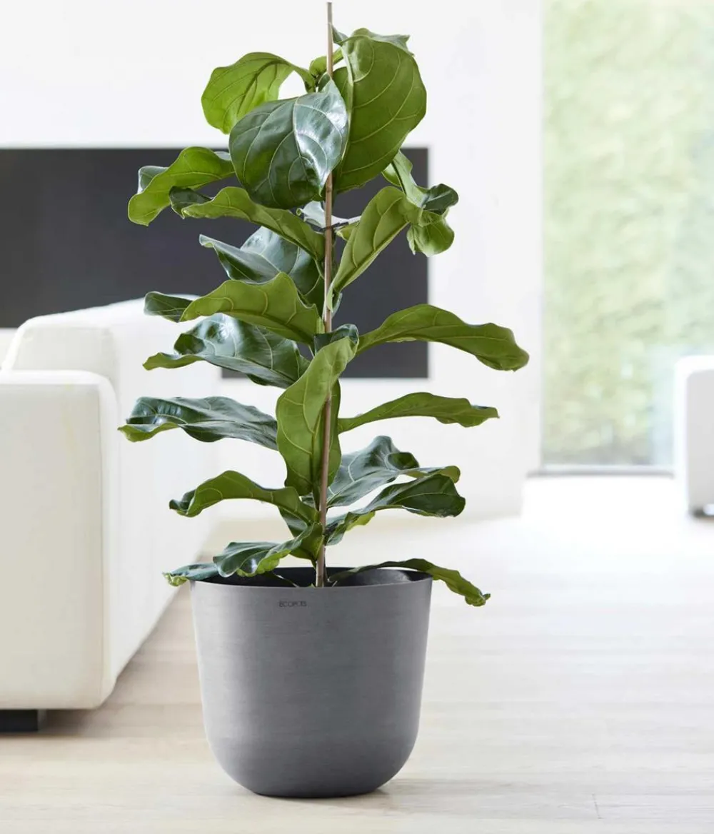 Ecopots Kunststoff-Topf Oslo, rund Grau Outlet