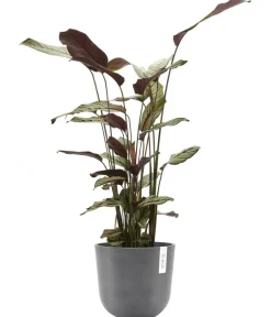 Ecopots Blumentöpfe & Übertöpfe - Kunststoff-Topf Oslo, rund Grau