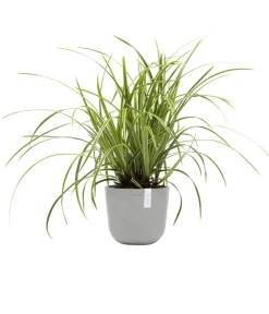Ecopots Blumentöpfe & Übertöpfe > Kunststoff-Topf Oslo Mini, rund