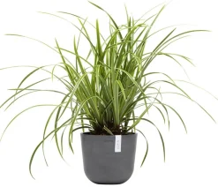 Ecopots Blumentöpfe & Übertöpfe > Kunststoff-Topf Oslo Mini, rund
