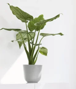 Ecopots Blumentöpfe & Übertöpfe - Kunststoff-Topf Oslo Mini, rund Hellgrau