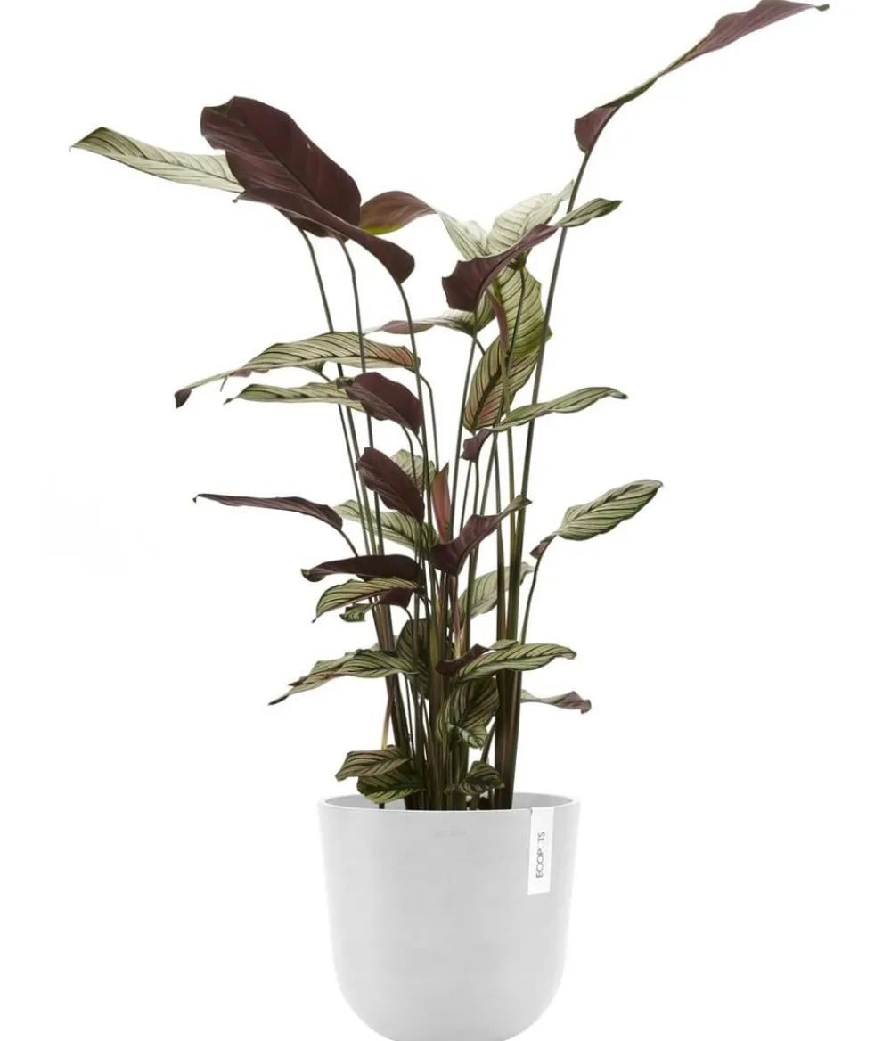Ecopots Blumentöpfe & Übertöpfe > Kunststoff-Topf Oslo mit Wassersystem, rund