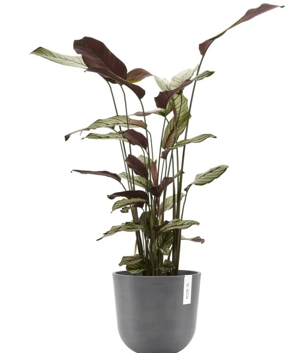 Ecopots Kunststoff-Topf Oslo mit Wassersystem, rund Grau Best
