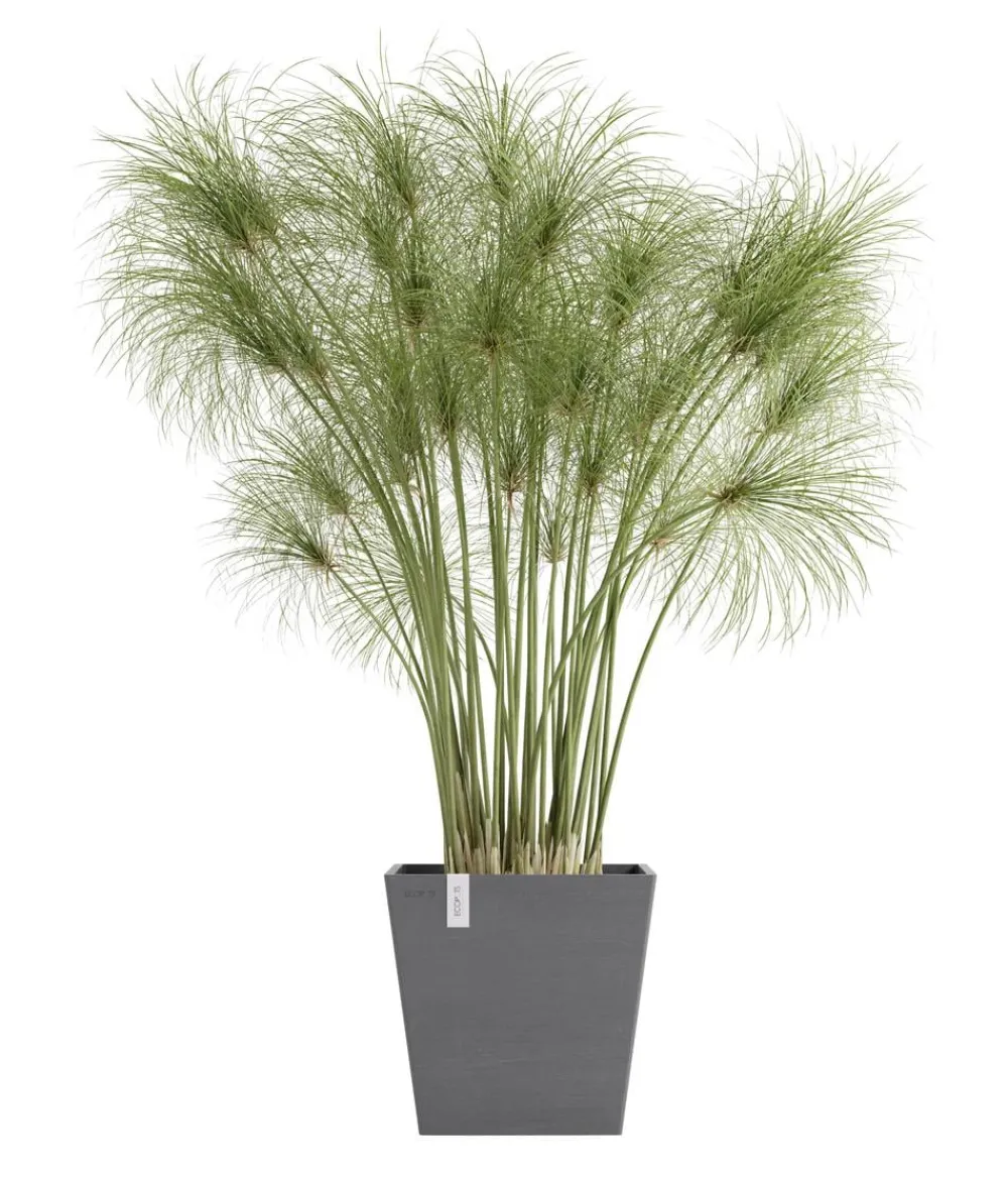 Ecopots Blumentöpfe & Übertöpfe > Kunststoff-Topf Rotterdam mit Wassersystem, quadratisch