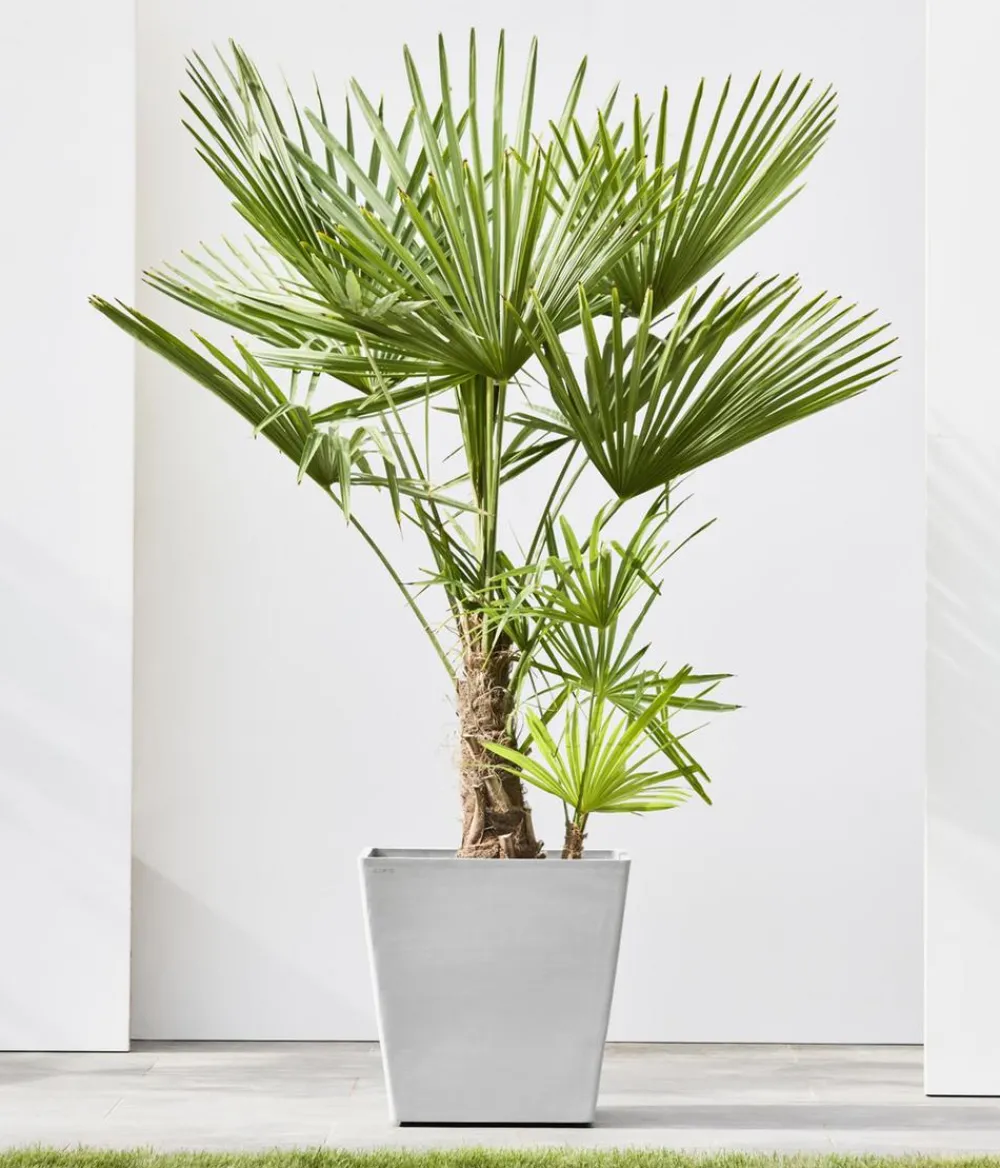 Ecopots Blumentöpfe & Übertöpfe > Kunststoff-Topf Rotterdam mit Rollen und Wassersystem, quadratisch