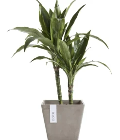 Ecopots Blumentöpfe & Übertöpfe > Kunststoff-Topf Rotterdam, quadratisch