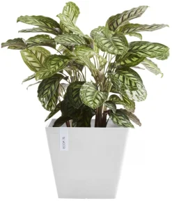 Ecopots Blumentöpfe & Übertöpfe - Kunststoff-Topf Rotterdam, quadratisch Weiß