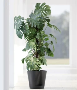 Ecopots Blumentöpfe & Übertöpfe > Kunststoff-Topf Venice 2, rund