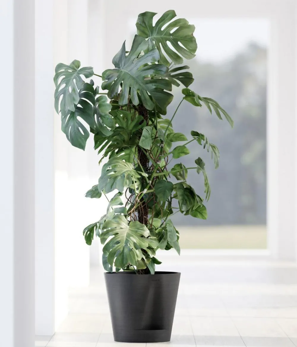 Ecopots Blumentöpfe & Übertöpfe > Kunststoff-Topf Venice 2, rund