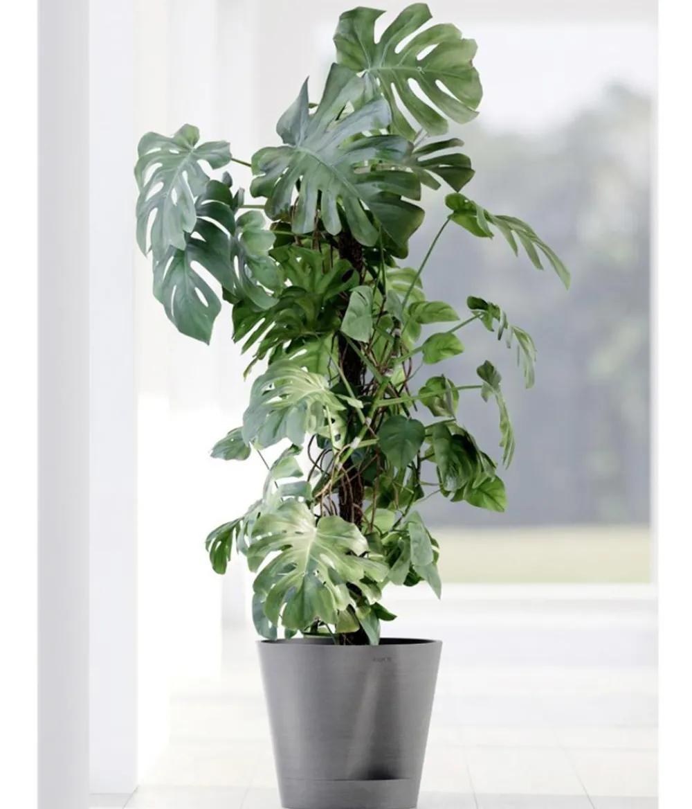 Ecopots Blumentöpfe & Übertöpfe - Kunststoff-Topf Venice 2, rund Grau