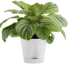Ecopots Blumentöpfe & Übertöpfe - Kunststoff-Topf Venice 2, rund Grau