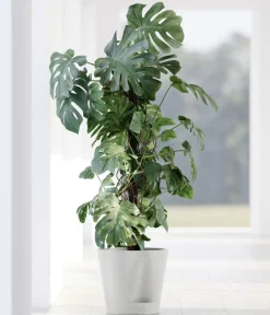 Ecopots Blumentöpfe & Übertöpfe > Kunststoff-Topf Venice 2, rund