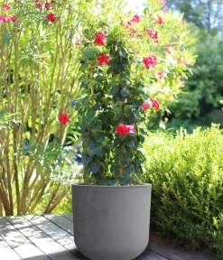 EDA Pflanzkübel & Blumenkästen > Kunststoff-Topf Basalt Up, rund