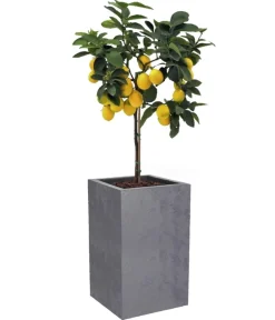 EDA Pflanzkübel & Blumenkästen > Kunststoff-Topf Basalt Up, quadratisch, ca. B30/H50/T30 cm