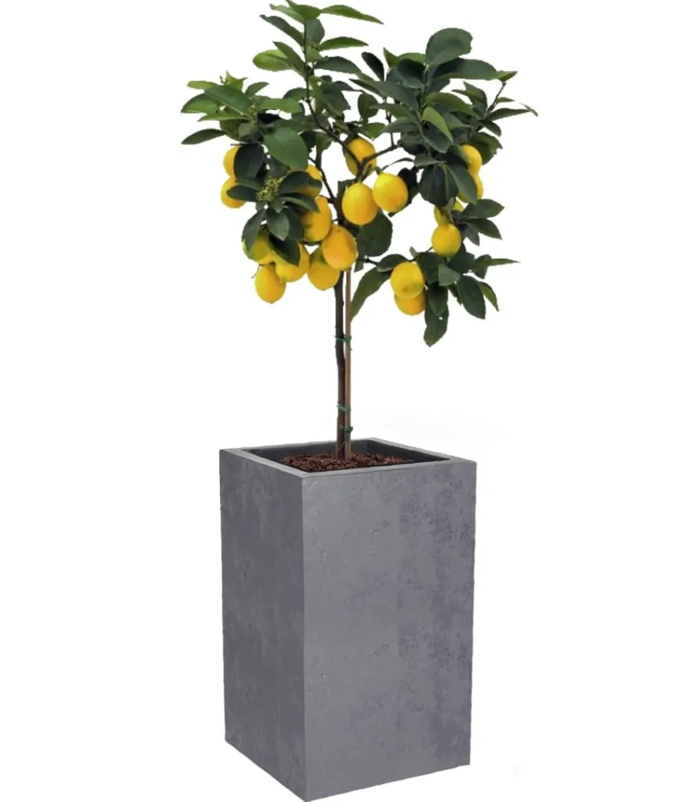 EDA Pflanzkübel & Blumenkästen > Kunststoff-Topf Basalt Up, quadratisch, ca. B30/H50/T30 cm