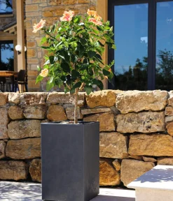 EDA Kunststoff-Topf Basalt Up, quadratisch, ca. B30/H50/T30 cm Anthrazit New
