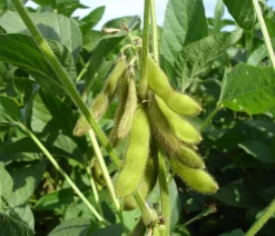Dehner Gartengemüse > Edamame