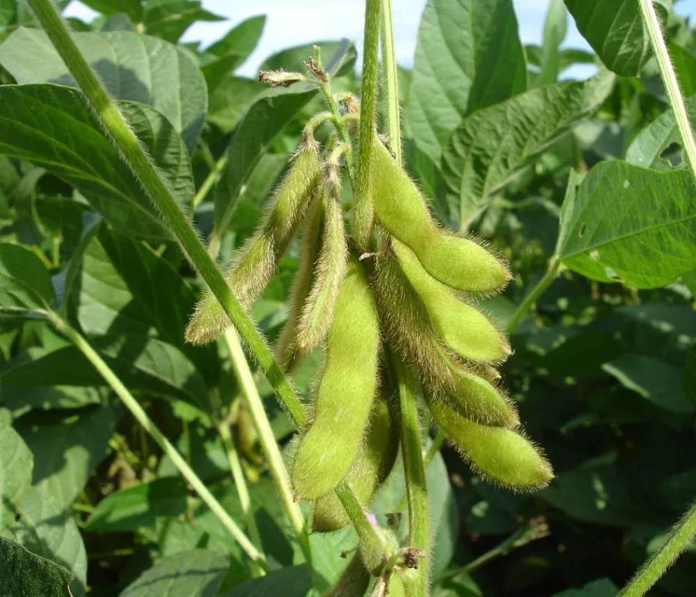 Dehner Gartengemüse > Edamame