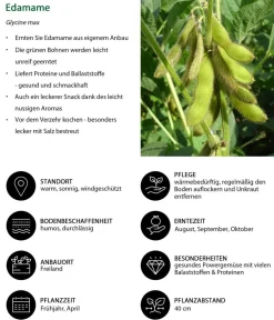 Dehner Gartengemüse > Edamame