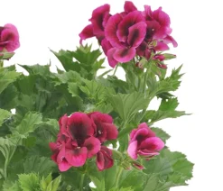 Dehner Edelgeranie 'Edle Schönheiten', verschiedene Farben New