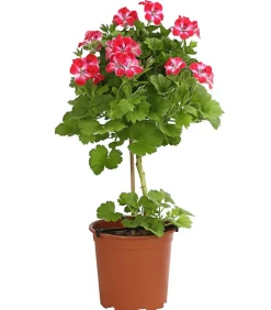 Dehner Terrassenpflanzen > Edelgeranie, Stämmchen