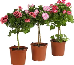 Dehner Terrassenpflanzen > Edelgeranie, Stämmchen