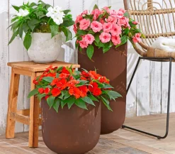 Dehner Sommerblumen > Edellieschen