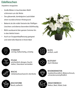 Dehner Sommerblumen > Edellieschen