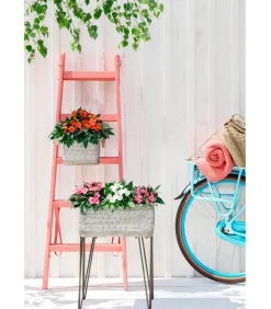 Dehner Sommerblumen > Edellieschen