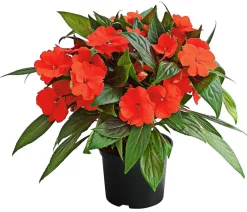 Dehner Sommerblumen > Edellieschen
