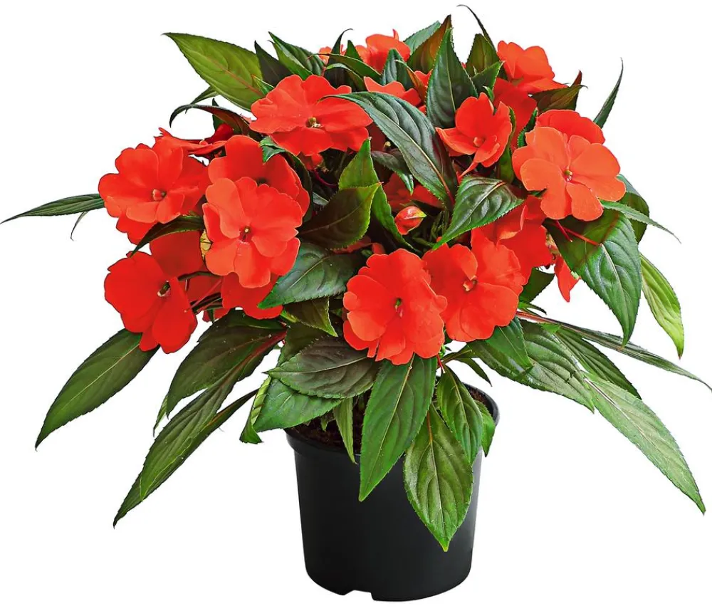 Dehner Sommerblumen > Edellieschen