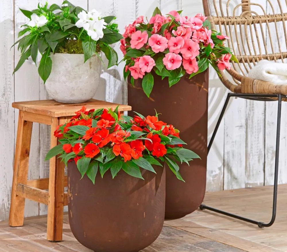 Dehner Sommerblumen > Edellieschen