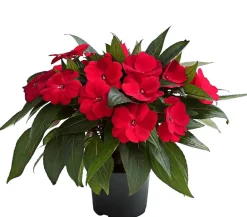 Dehner Edellieschen Rot Clearance
