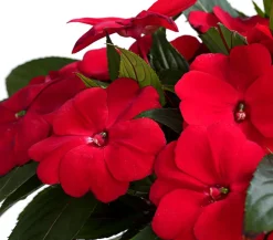 Dehner Edellieschen Rot Clearance