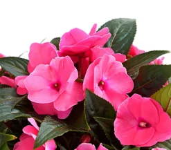 Dehner Sommerblumen - Edellieschen Rosa