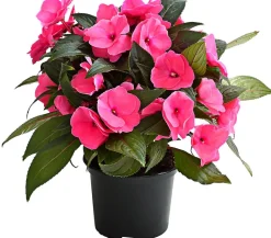Dehner Sommerblumen - Edellieschen Rosa